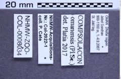 Etiketten zu Compsolacon omanensis (Platia & Schimmel, 1997) (NHMW-ZOO-COL-0008034)